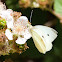 Cabbage White