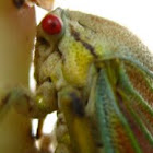 Treehopper