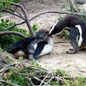 African penguin