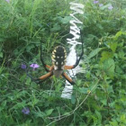 Golden orb weaver spider