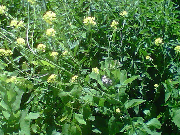 Spotting Image 1
