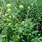 Field mustard