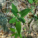 Hummingbird Sage