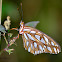 Gulf Fritillary Butterfly