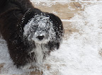 havanse_and_snow