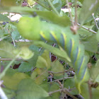 Asian Death-head Hawk Moth