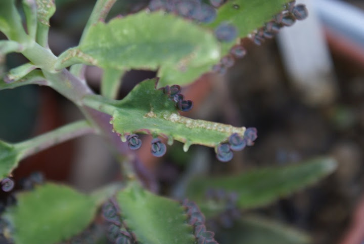 Kalanchoe%20daigremontiana%20con%20foglia%20rovinata%2012-07-08.JPG