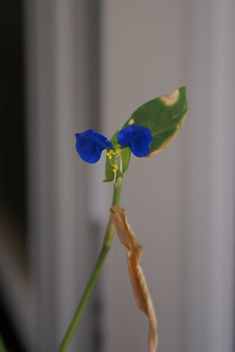 Tradescantia%20da%20id%2015-08-08.JPG