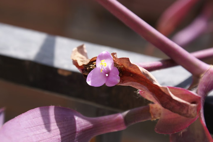 Tradescantia%20pallida%20in%20fiore%2015-08-08.JPG