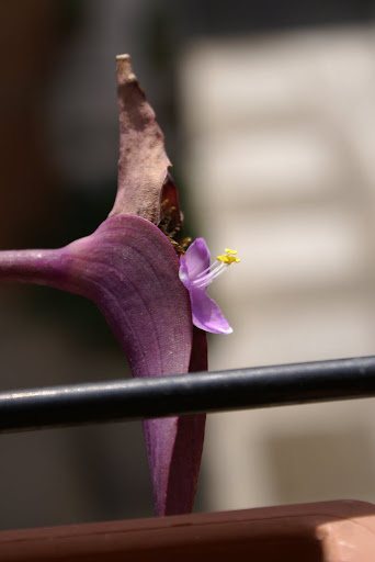Tradescantia%20pallida%20fiore%2015-08-08.JPG