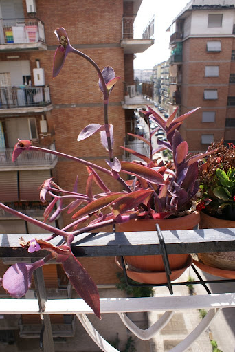 Tradescantia%20pallida%2015-08-08.JPG