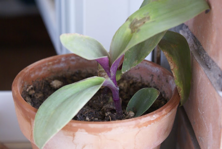 Tradescantia%20sconosciuta%2009-09-08.JPG