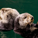 Sea Otters