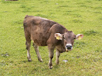 Kuh auf der Weide