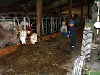Kinder versorgen freiwillig die K�he im Stall