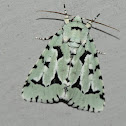 Green Marvel Moth