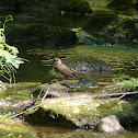 Song Thrush