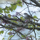 Chipping Sparrow