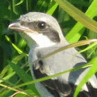 Saint Shrike