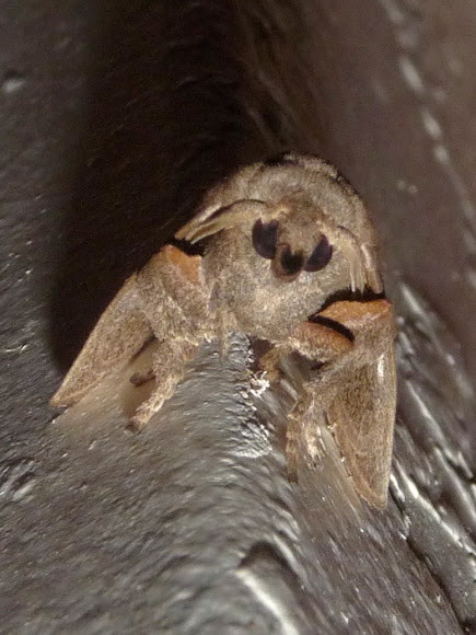 Spotting Image 1