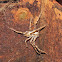 Karoo rain spider