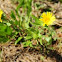 Willamette Valley gumweed