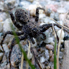 Wolf Spider