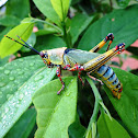 Elegant grasshopper