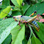 Elegant grasshopper