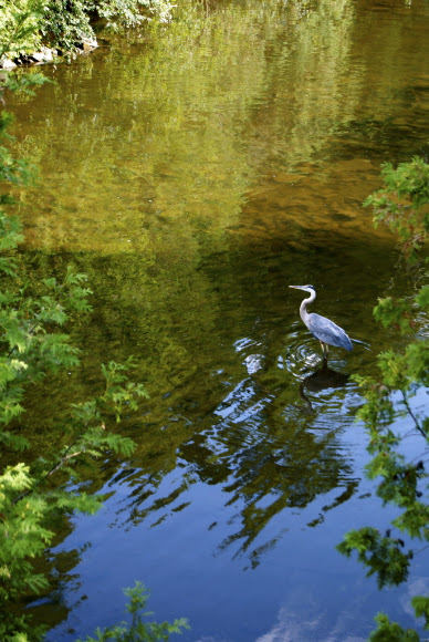 Spotting Image 1