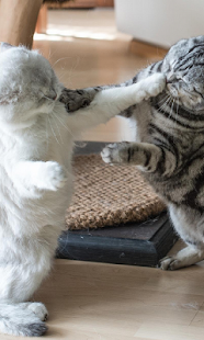 How to get Cat Wrestling Live Wallpaper 1.0 unlimited apk for bluestacks