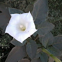 Indian-apple