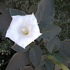 Indian-apple