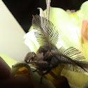 moth