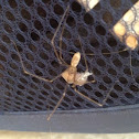 Cellar Spider