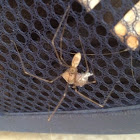 Cellar Spider