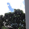 Frangipani