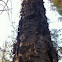 Yellow birch