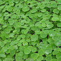 Nasturtium (Tropaeolum)