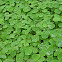 Nasturtium (Tropaeolum)