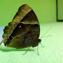 Malayan Jungle Glory