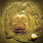 Jelly Fish