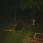 Black Bear