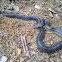 Prairie king snake