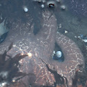 Purple seastar