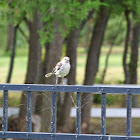 Northern Mockingbird