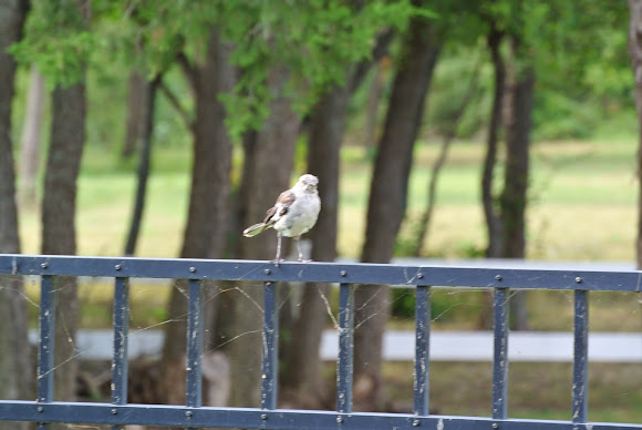 Spotting Image 1