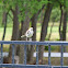Northern Mockingbird