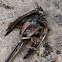 Blackbird