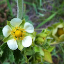 Tall cinquefoil